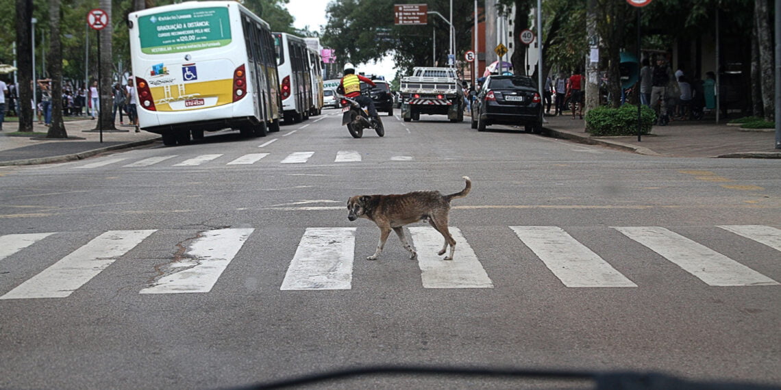 Manifestação vai cobrar direitos dos animais de rua. (Foto: Odair Leal/ A GAZETA)
