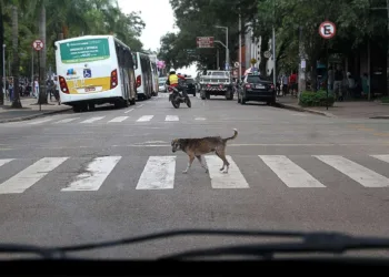Manifestação vai cobrar direitos dos animais de rua. (Foto: Odair Leal/ A GAZETA)