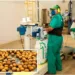Inicialmente, serão exportadas 10 mil sacas de 25 kg de ração