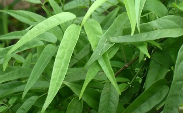 Cremes oriundos das plantas tratam da saúde capilar