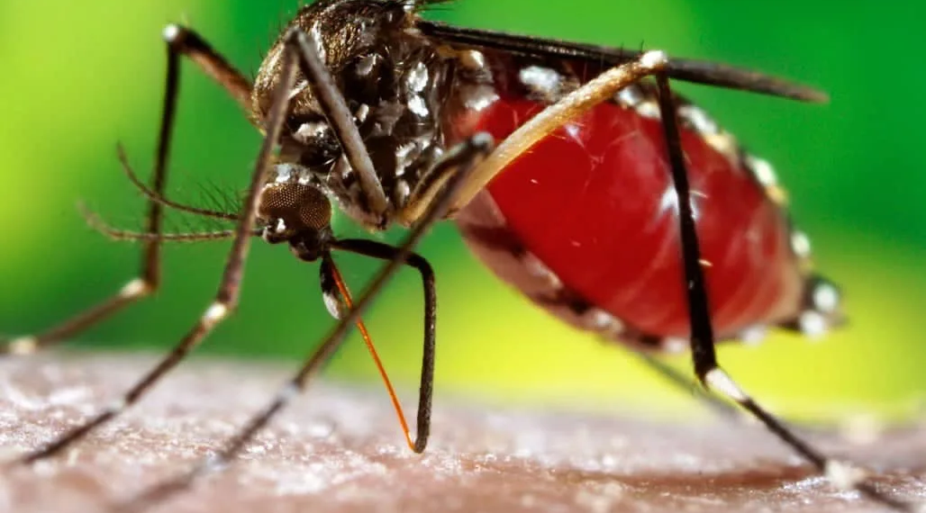 EUA emite alerta sobre risco da dengue no Brasil: Acre é um dos menos indicados