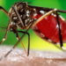 EUA emite alerta sobre risco da dengue no Brasil: Acre é um dos menos indicados