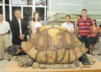 Fóssil de jabuti gigante exposto na Ufac pode indicar parentesco com jabutis das ilhas Galápagos