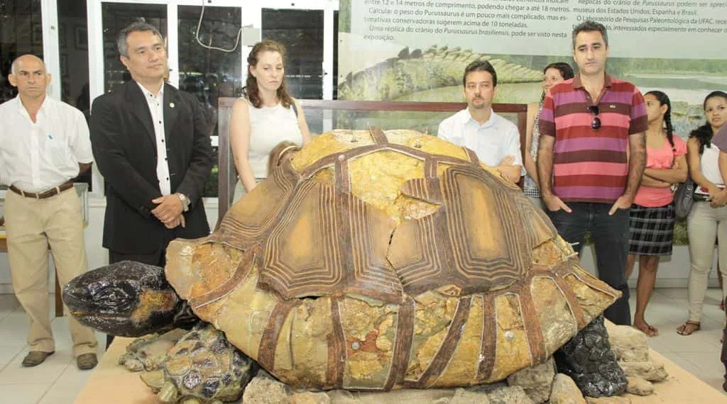 Em vida, animal deveria pesar mais de 300 quilos