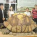 Em vida, animal deveria pesar mais de 300 quilos