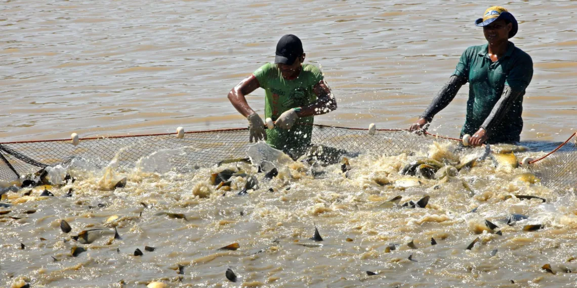 Piscicultura é sinônimo de renda, sustentabilidade e saúde para o Acre