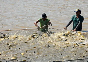 Piscicultura é sinônimo de renda, sustentabilidade e saúde para o Acre