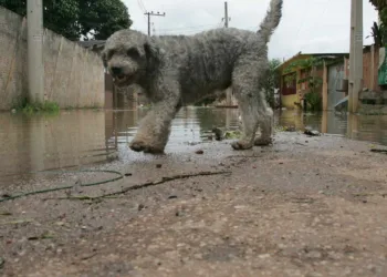 Feira de Adoção acontece nesta sexta-feira no 7° BEC