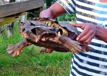 Tartaruga com aparência estranha assusta pescadores no Acre