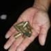 Dupla faz arrastão de assaltos em Brasiléia e foge da polícia após tiroteio