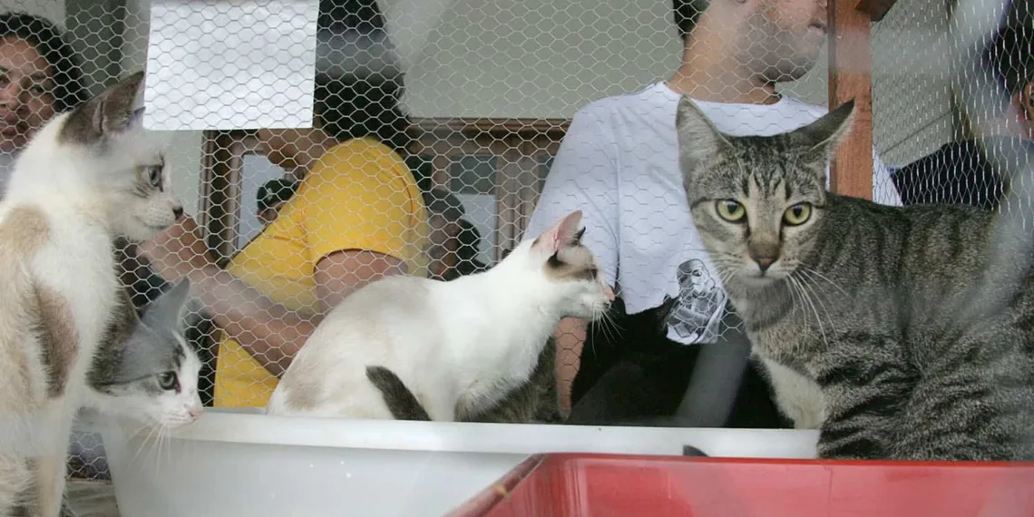 SAQP realiza brechó e feira de adoção de felinos no sábado, 30