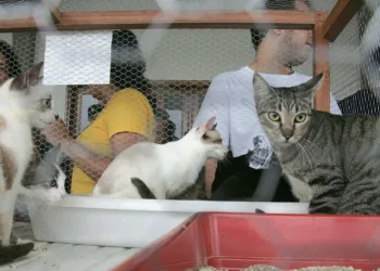 SAQP realiza brechó e feira de adoção de felinos no sábado, 30