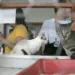 SAQP realiza brechó e feira de adoção de felinos no sábado, 30