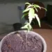 Jovem afirma que maconha era para consumo próprio
