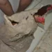 Galos foram apreendidos e rinha foi fehcada pela polícia