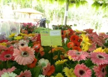 Feira de Flores de Holambra é prorrogada até a próxima quarta-feira