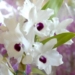 Começa na terça-feira a Expofeira de Flores de Holambra no Horto Florestal