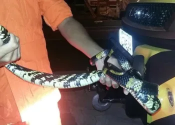 Corpo de Bombeiros esclarece aparecimento inusitado de cobra em aeroporto da Capital