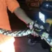 Corpo de Bombeiros esclarece aparecimento inusitado de cobra em aeroporto da Capital