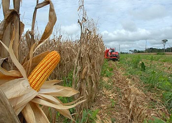 Com crescimento de 31%, Acre atingiu R$ 578 milhões na produção agrícola em 2021, diz IBGE