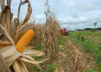 Com crescimento de 31%, Acre atingiu R$ 578 milhões na produção agrícola em 2021, diz IBGE