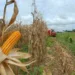Com crescimento de 31%, Acre atingiu R$ 578 milhões na produção agrícola em 2021, diz IBGE