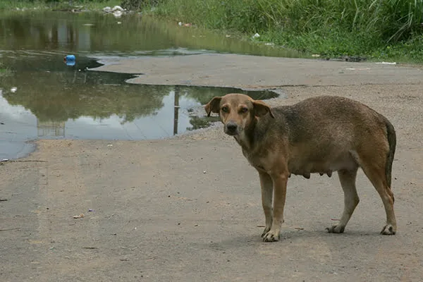 Associação Amor a Quatro Patas promove festa para arrecadar dinheiro