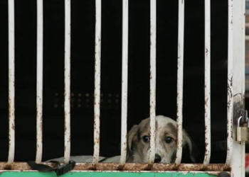 Equipes de vacinação contra raiva estarão atuando durante a semana na AC-40 e Belo Jardim