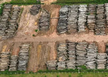 Acre registra aumento na taxa de desmatamento na região