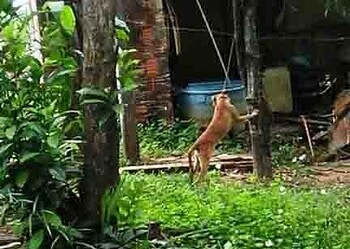 Homem é acusado de estuprar e espancar cachorro em Rio Branco 15 O cachorro foi resgatado com sinais de violência