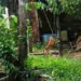O cachorro foi resgatado com sinais de violência