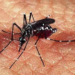 Acre apresenta tendência de crescimento nos casos de dengue