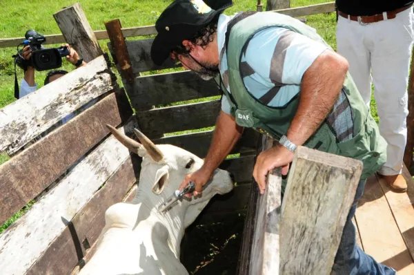 Começa a segunda fase da campanha contra a febre aftosa no Acre