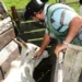 Começa a segunda fase da campanha contra a febre aftosa no Acre