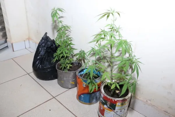 PM apreende mudas de maconha em casa no bairro Ivete Vargas