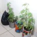 PM apreende mudas de maconha em casa no bairro Ivete Vargas