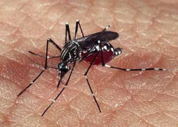 Bebê de 5 meses morre de dengue hemorrágica