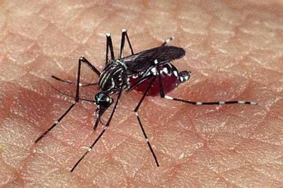 Mulher com suspeita de chikunguya pode ter sido infectada em Recife (PE)