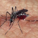 Mulher com suspeita de chikunguya pode ter sido infectada em Recife (PE)
