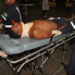 Criminoso invade casa e atira no proprietário