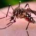 Doenças transmitidas pelo Aedes Aegypti assustam acreanos e Capital tem três casos suspeitos de zika vírus