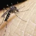 Fiocruz desmente boatos de que Zika cause problemas neurológicos em crianças