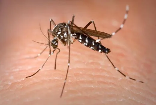 No Acre, sobe para 43 o número de casos suspeitos de zika vírus