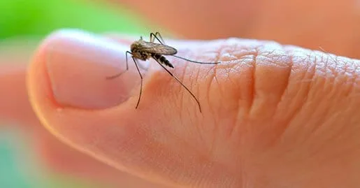 Governo Federal destina quase R$ 1 milhão para combate ao Aedes aegypti no Acre