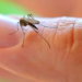Governo Federal destina quase R$ 1 milhão para combate ao Aedes aegypti no Acre