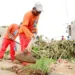 Prefeitura já recolheu quase mil toneladas de entulhos na luta contra a dengue, chikungunya e zika vírus