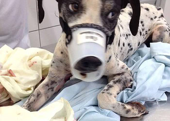 Mulher acusa policial de ter atirado em cadela dentro do próprio quintal