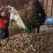 Nova usina de beneficiamento de castanha já opera em Rio Branco