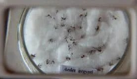 Pesquisadores vão desenvolver soro contra vírus Zika