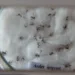 Pesquisadores vão desenvolver soro contra vírus Zika